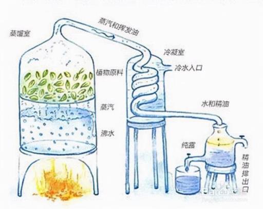 精油萃取的方式之一水蒸气蒸馏法(精油萃取蒸馏装置)