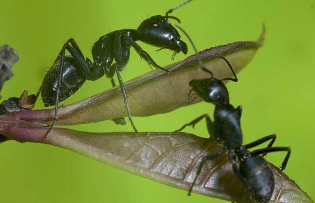 蚂蚁的种类介绍和照片(一文了解所有蚂蚁类型)
