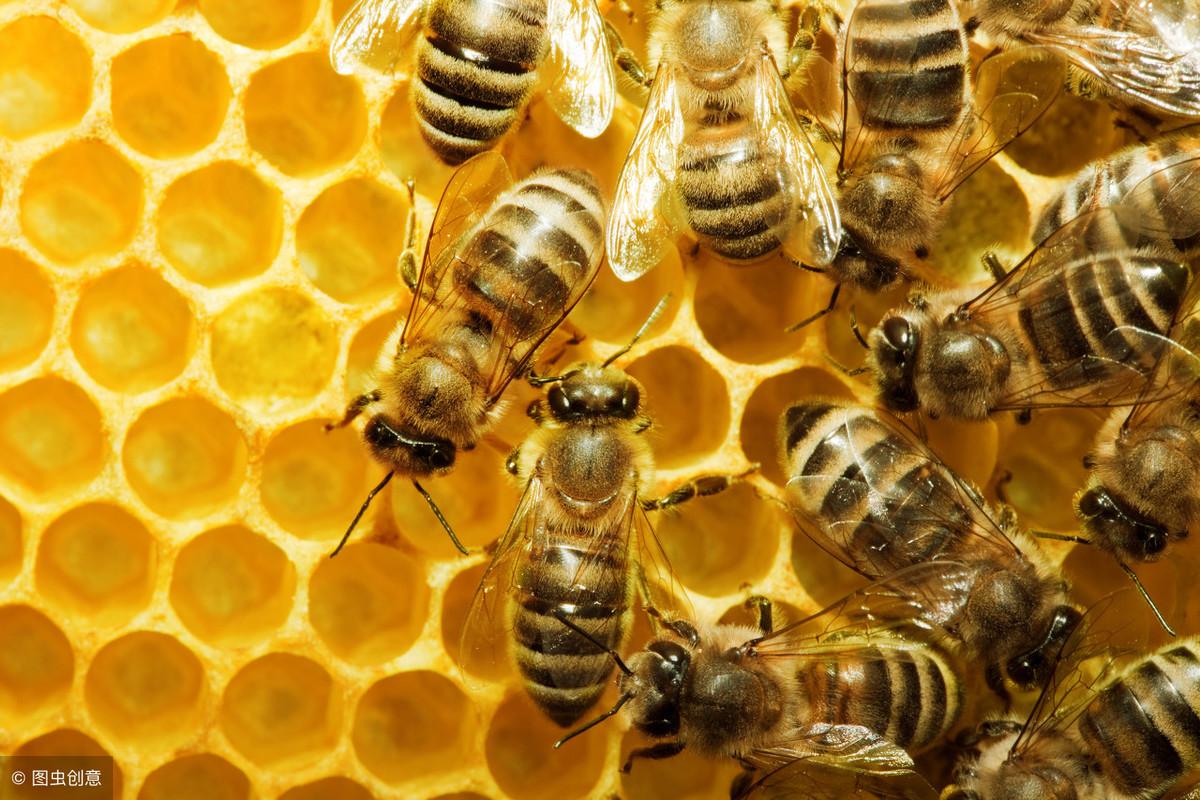 蜜蜂是怎么采蜜和酿蜜的(蜜蜂是怎么样酿蜜的)