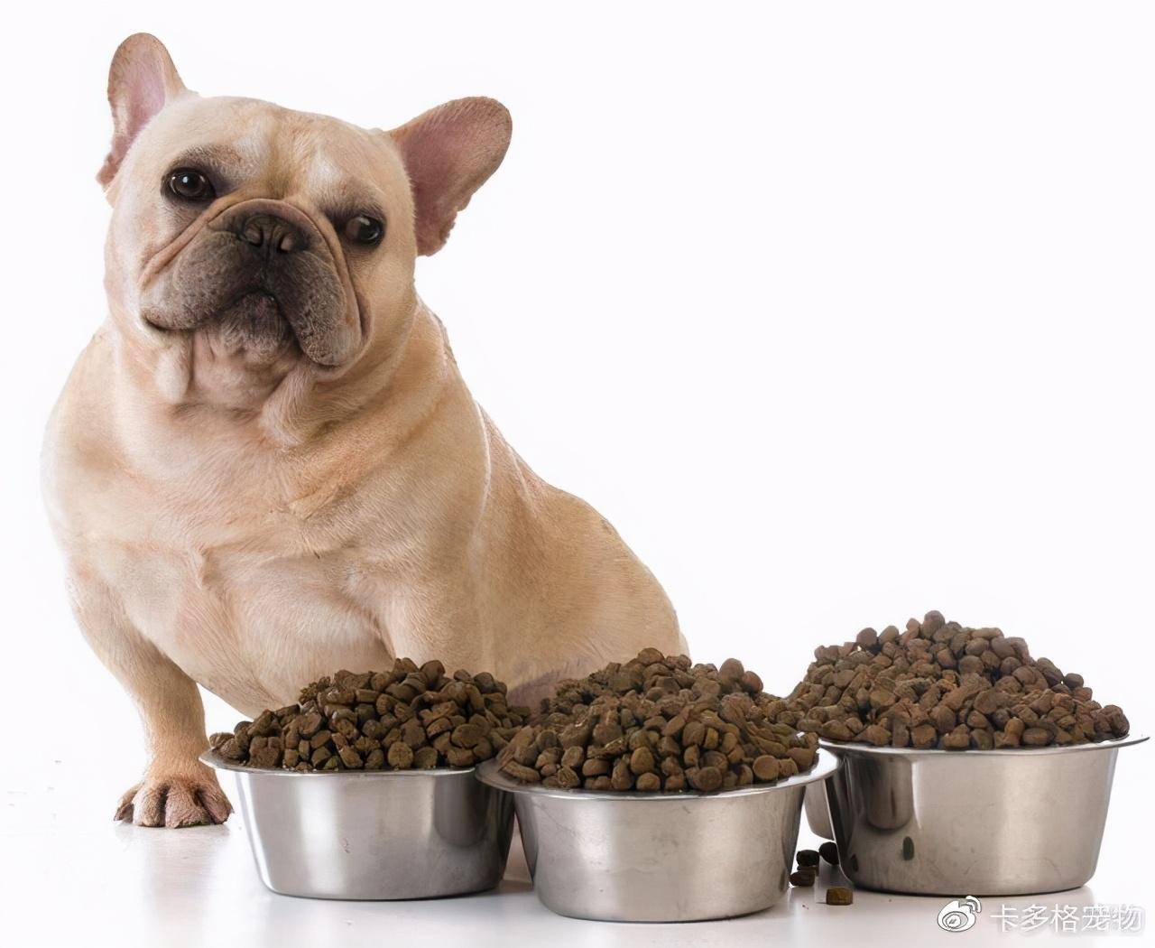 Falta de apetito en perros mayores - Causas y qué hacer
