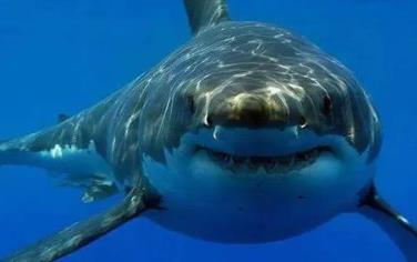 网红博主烹食噬人鲨被罚12.5万(美食博主食用二级保护动物被刑拘)