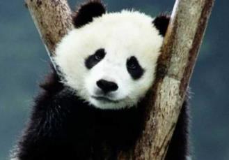 芬兰动物园因缺钱拟送大熊猫回中国(芬兰大熊猫馆最新情况)
