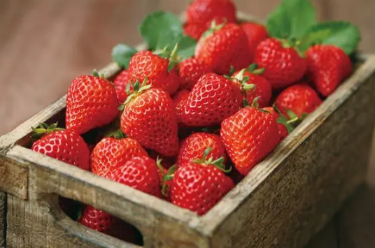 草莓放冰箱还是常温保存(草莓保鲜及储存方法)