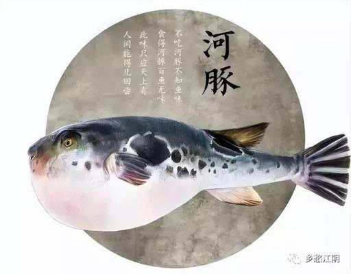 说说长江三鲜之首的河豚(你知道河豚美食有哪些做法)(图4)