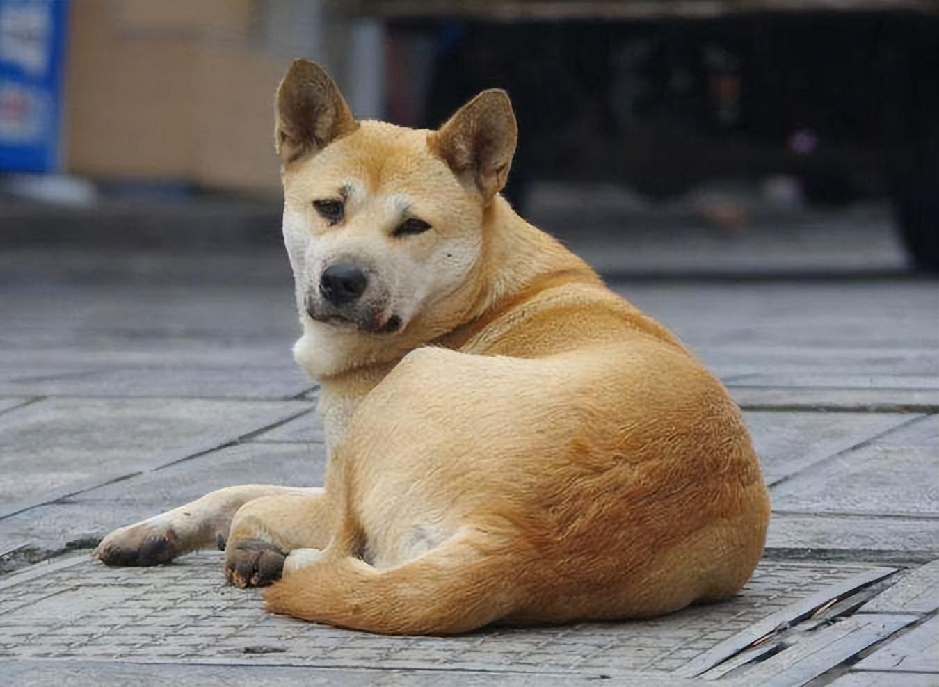 什么狗适合家养还便宜(买什么狗好养又便宜)