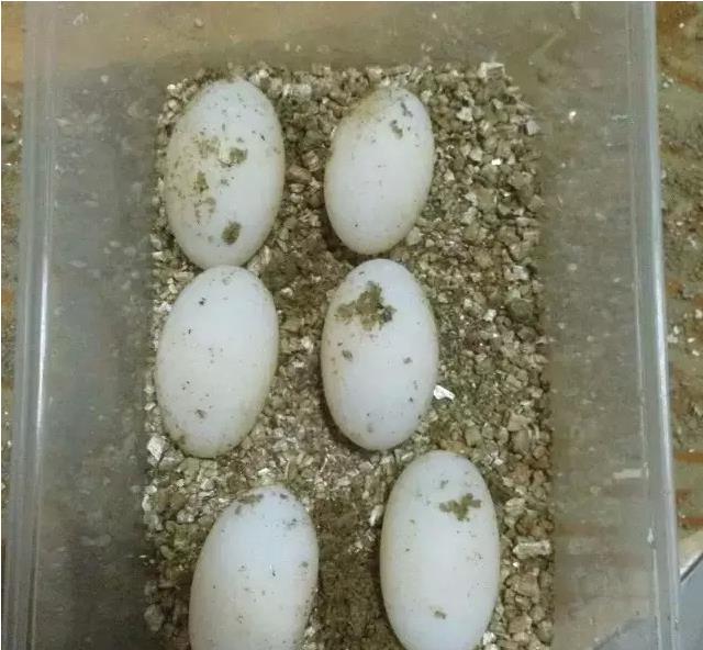乌龟蛋怎么孵化小乌龟(乌龟怎样繁殖下蛋)