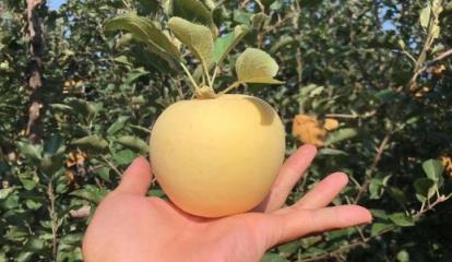 黄金维纳斯苹果和奶油富士是一个品种吗(维纳斯黄金苹果与奶油富士的区别)