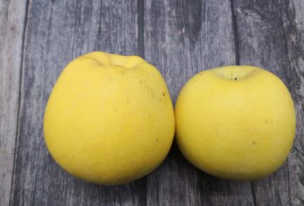 黄金维纳斯苹果和奶油富士是一个品种吗(维纳斯黄金苹果与奶油富士的区别)