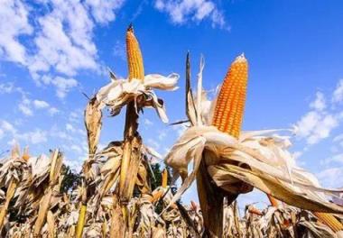 2023年玉米价格多少一斤(2023年吉林玉米价格多少一斤呢)