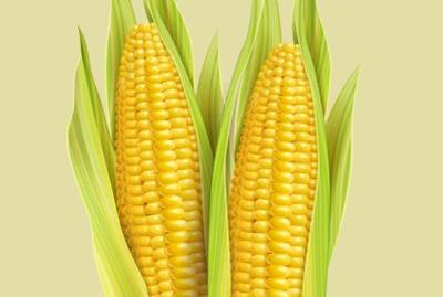 2023年玉米价格多少一斤(2023年吉林玉米价格多少一斤呢)