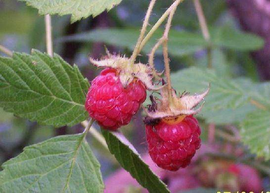 覆盆子和树莓的区别(覆盆子究竟是一种什么样的植物)