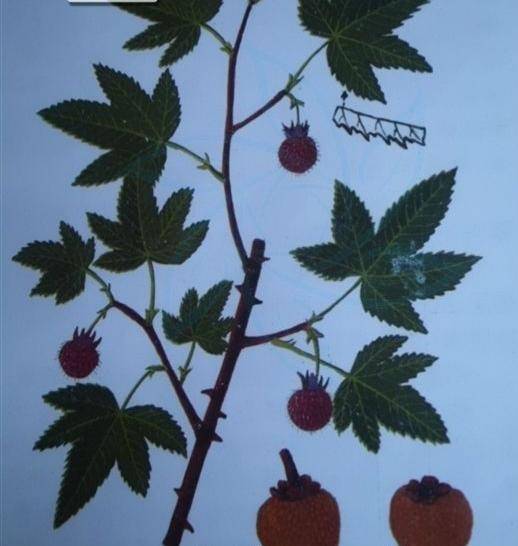 覆盆子和树莓的区别(覆盆子究竟是一种什么样的植物)