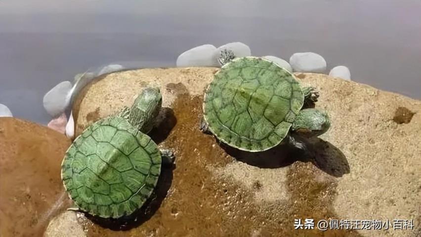 巴西龟的寿命与饲养方法讲解(巴西龟寿命多少年)