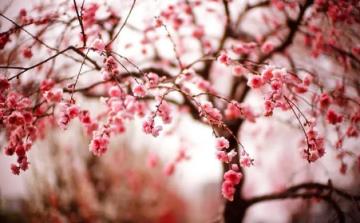 2023年4月份武汉还有樱花吗(2023武汉看樱花时间是什么时候)