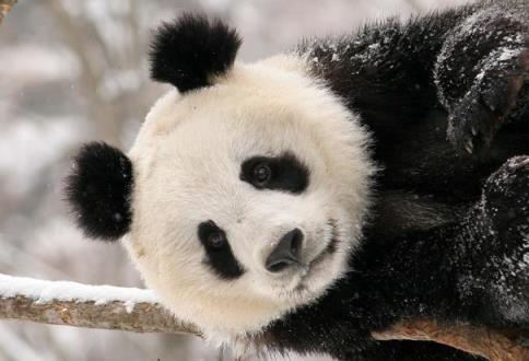 网友突击式检查世界各地大熊猫(熊猫在国外过得好吗)